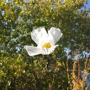 Meet your Posher, Luna